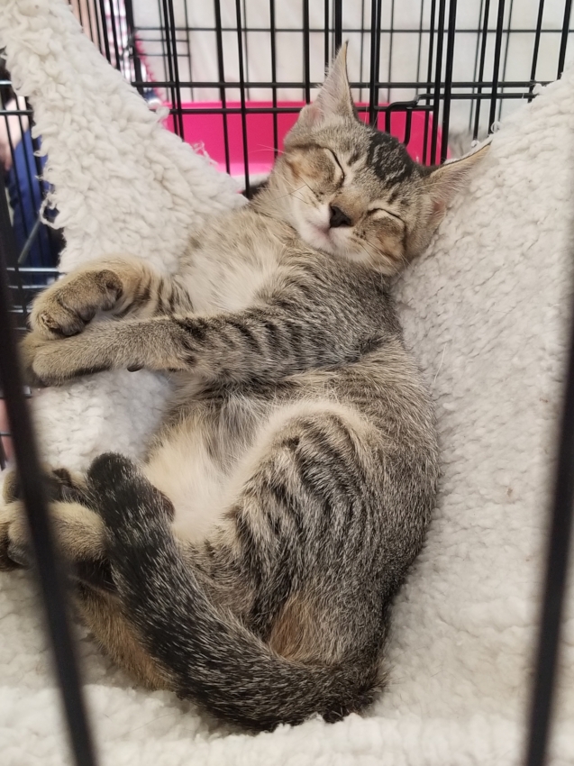 The TNR Project Adoptions at Unleashed Petco in Monrovia!