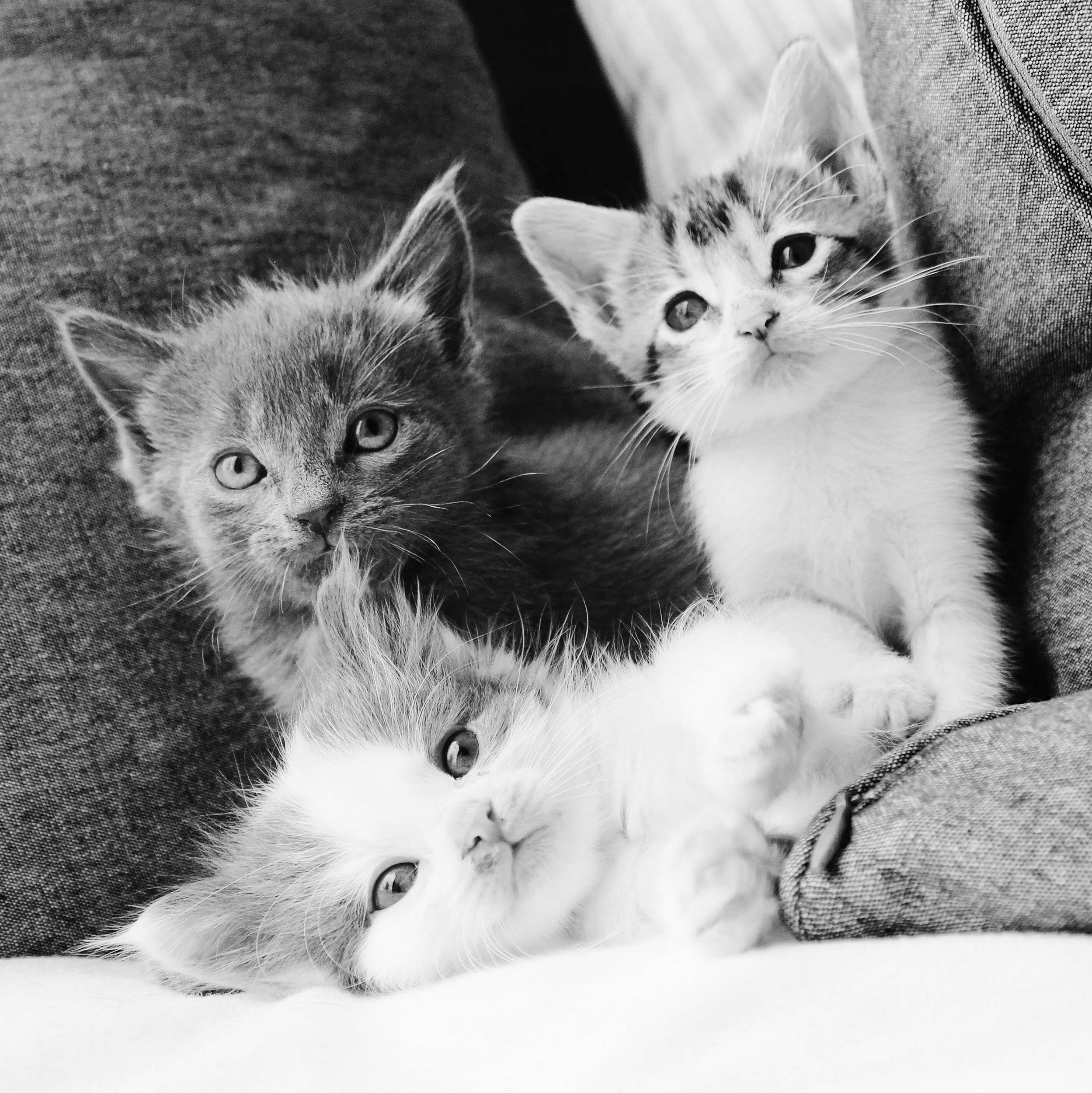 Foster