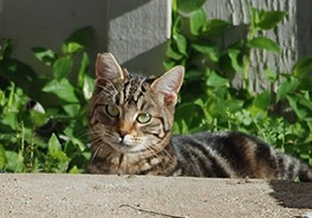 Best Friends Catnippers TNR Clinic: Volunteer or TNR!