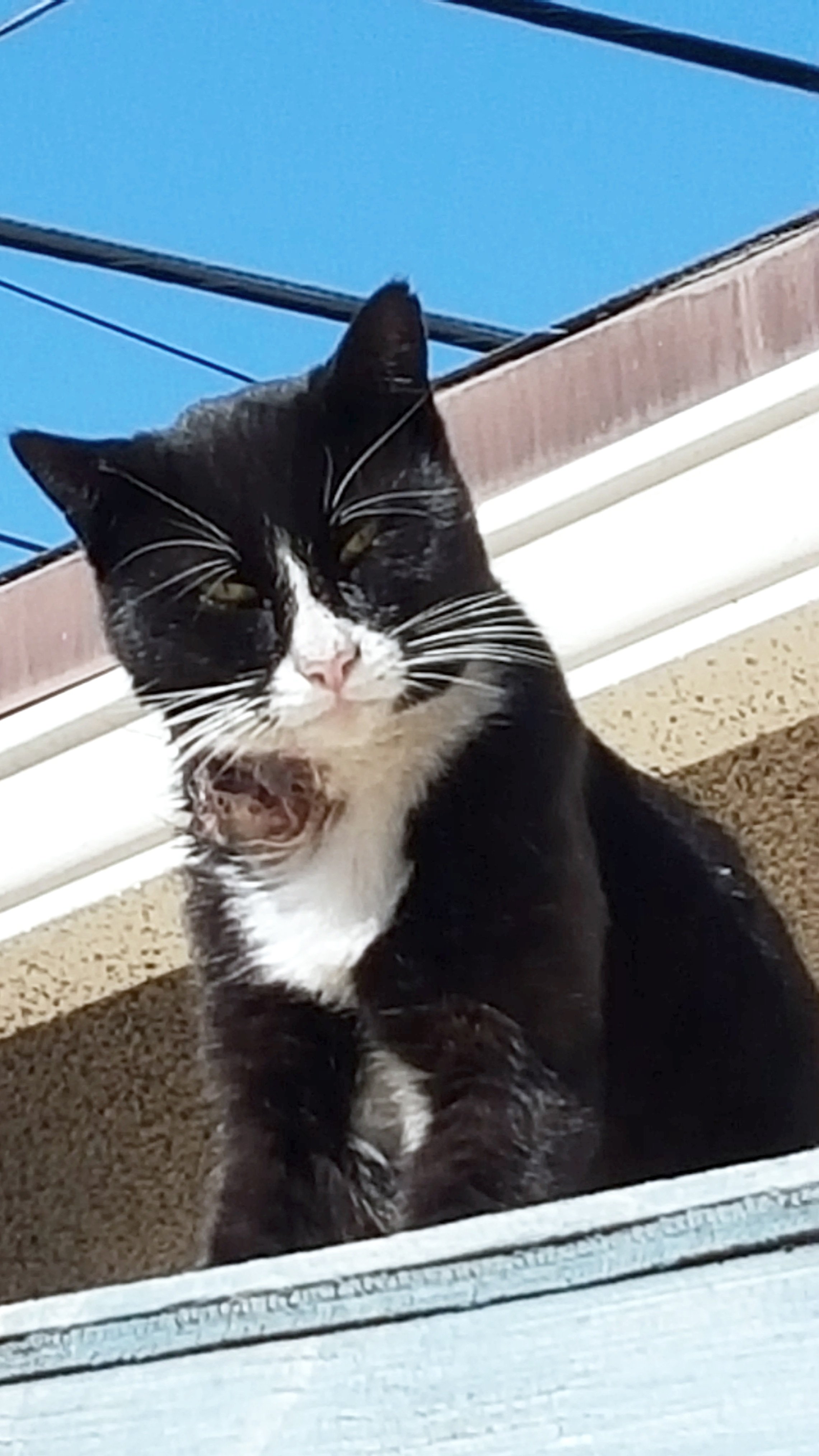Black and white cat sitting outside near a window, with a blue sky and power lines visible behind.