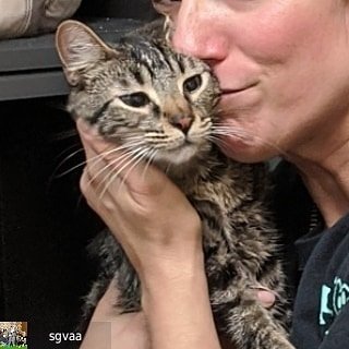 Update : From @sgvaa Our baby is BACK at sgvaa!!!!! Oliver is back home!! Thank you to everyone who showed up and scoured the wash, parking lots, shared all his posts fast and wide and talked with all the people in the area. He is available for adopt