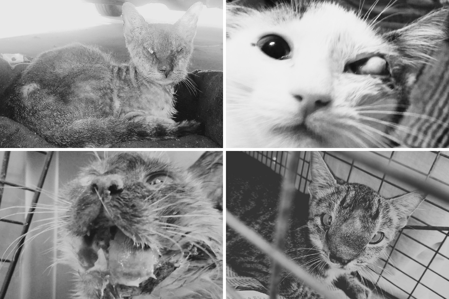 Medical Cats