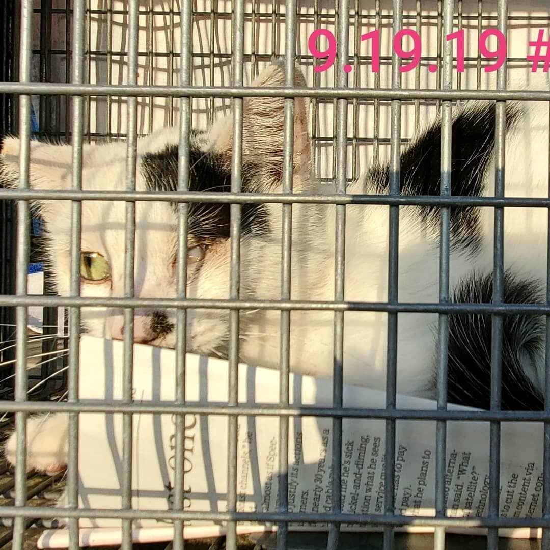 Congratulations to every team member who volunteers their time and dedicates hours to #helpstreetcats! With your #selflessacts and #dedication you are #makingafifference in the #sangabrielvalley! In 2019, with our vanpool and help from #straypaws and